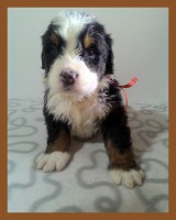 /album/a4-tyzden-4th-week/kolaz-iv-8-jpg/